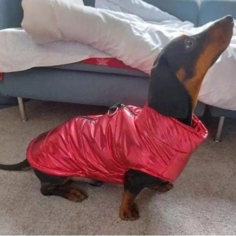 Premium Dachshund Gloossy Jacket Ultimate Wet-Weather Protection - Image 12