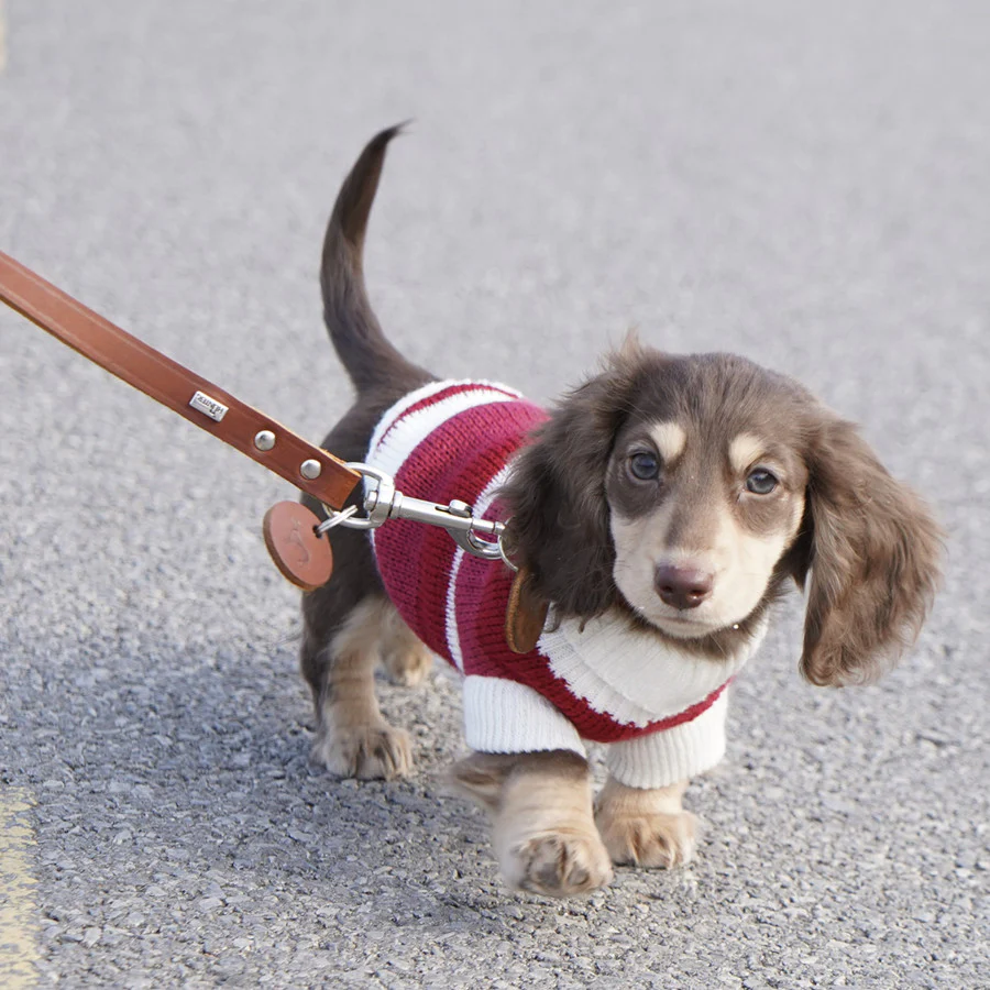 Premium Dachshund Sweater Comfortable and Durable