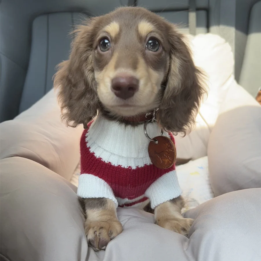 Premium Dachshund Sweater Comfortable and Durable - Image 2