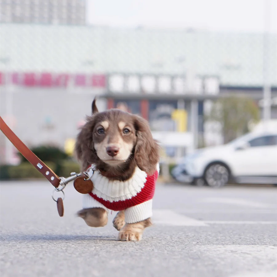 Premium Dachshund Sweater Comfortable and Durable - Image 3