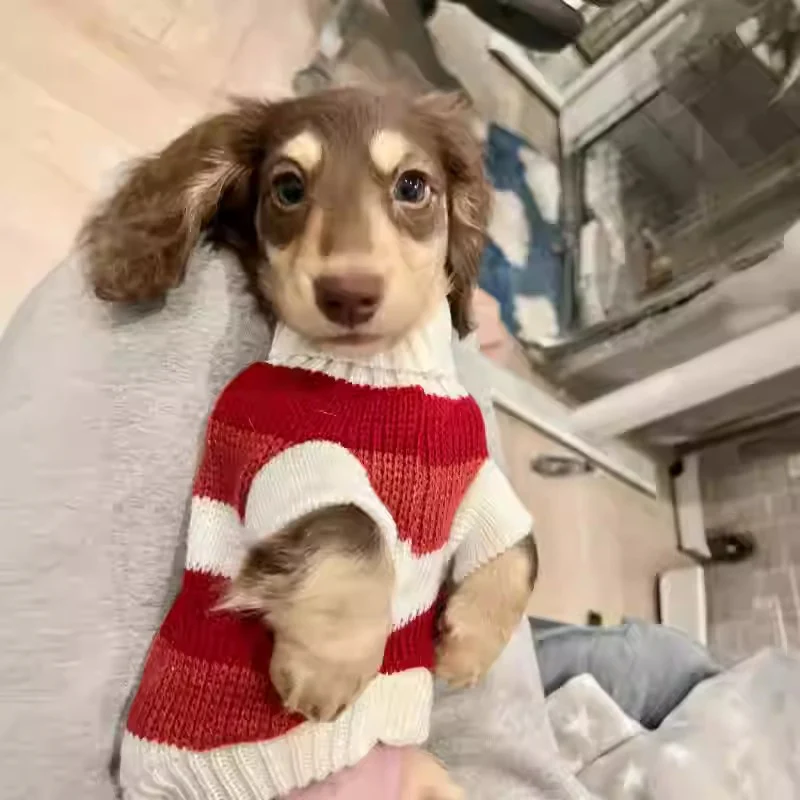 Premium Dachshund Sweater Comfortable and Durable - Image 6