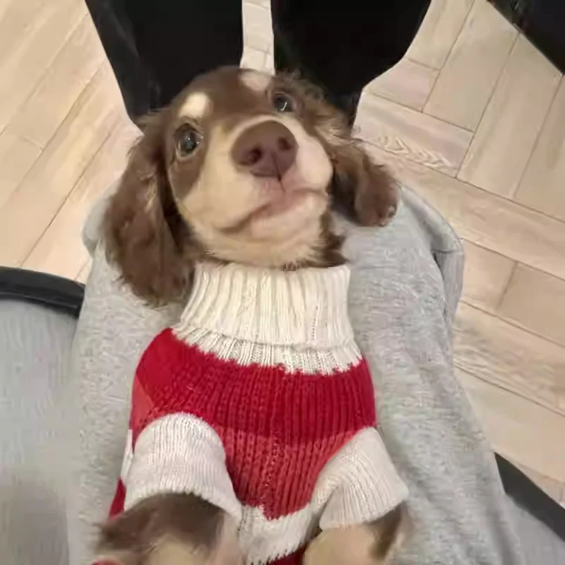 Premium Dachshund Sweater Comfortable and Durable - Image 8