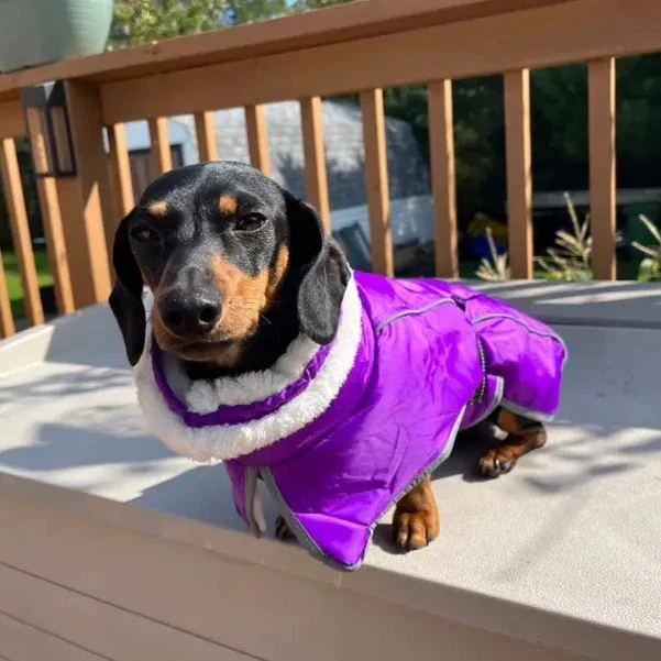 Premium Fleece Dachshund Coat - Image 10