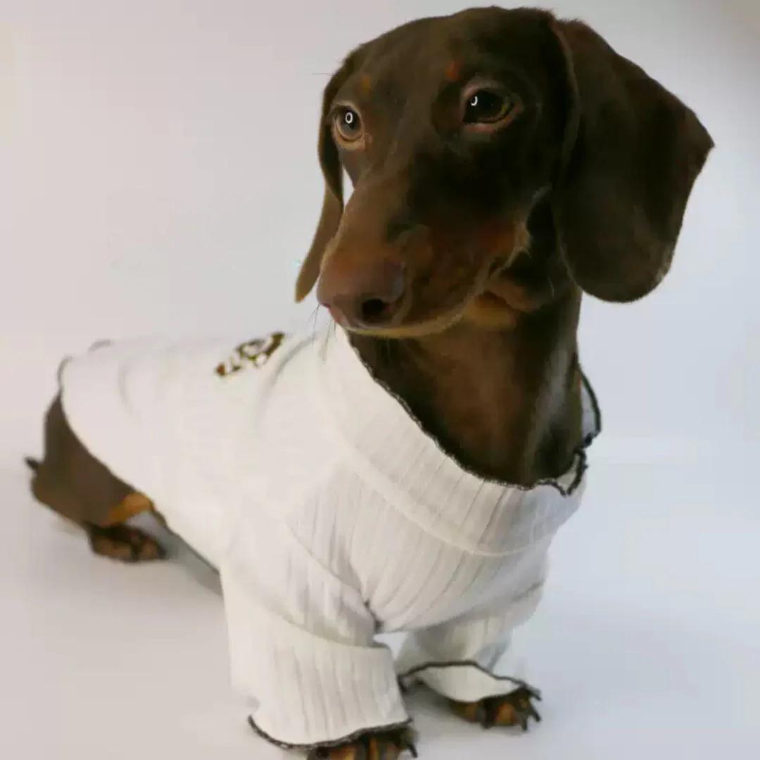 Premium White Ribbed Sweater for Dachshunds