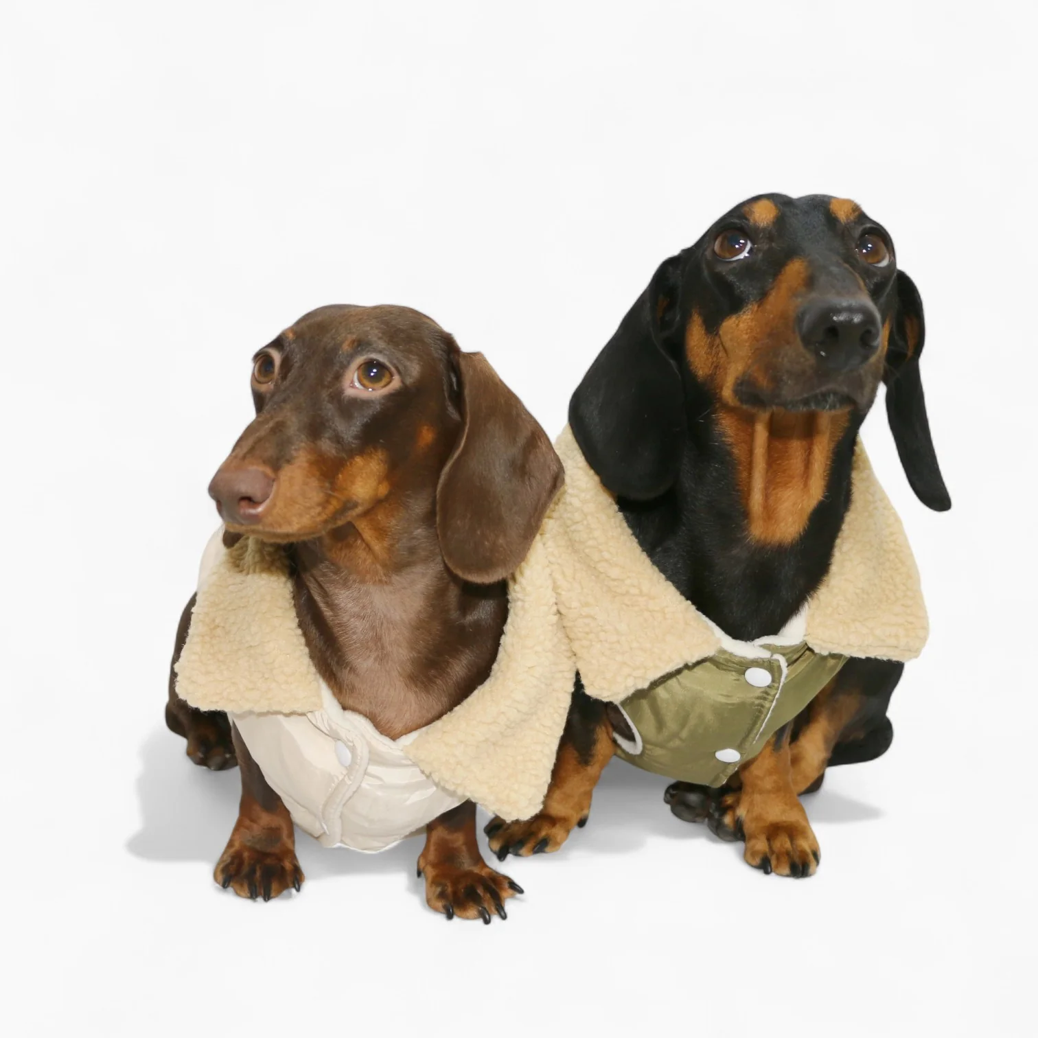 Doxie Sherpa Puffer Dachshund Vest – Warm Quilted Dog Jacket with Cozy Fleece Collar