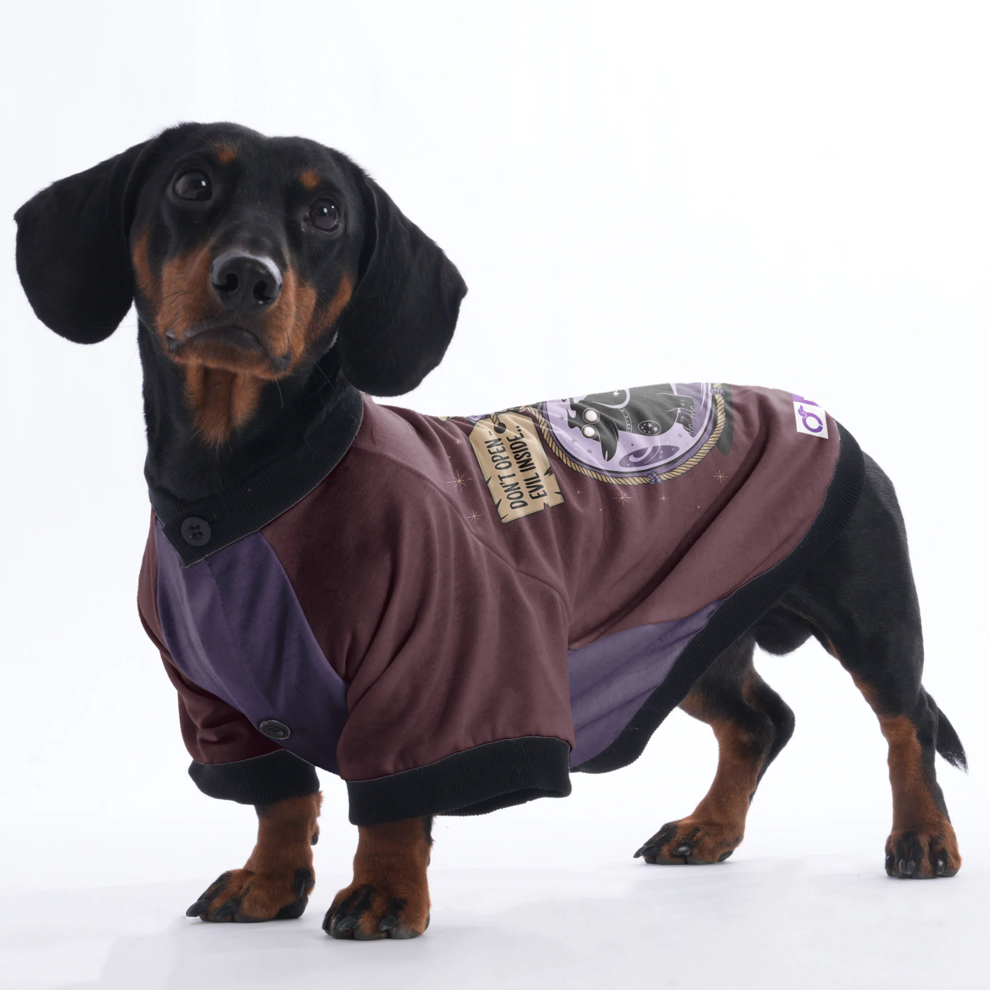 Scout - Jacket for Dachshunds - Image 3
