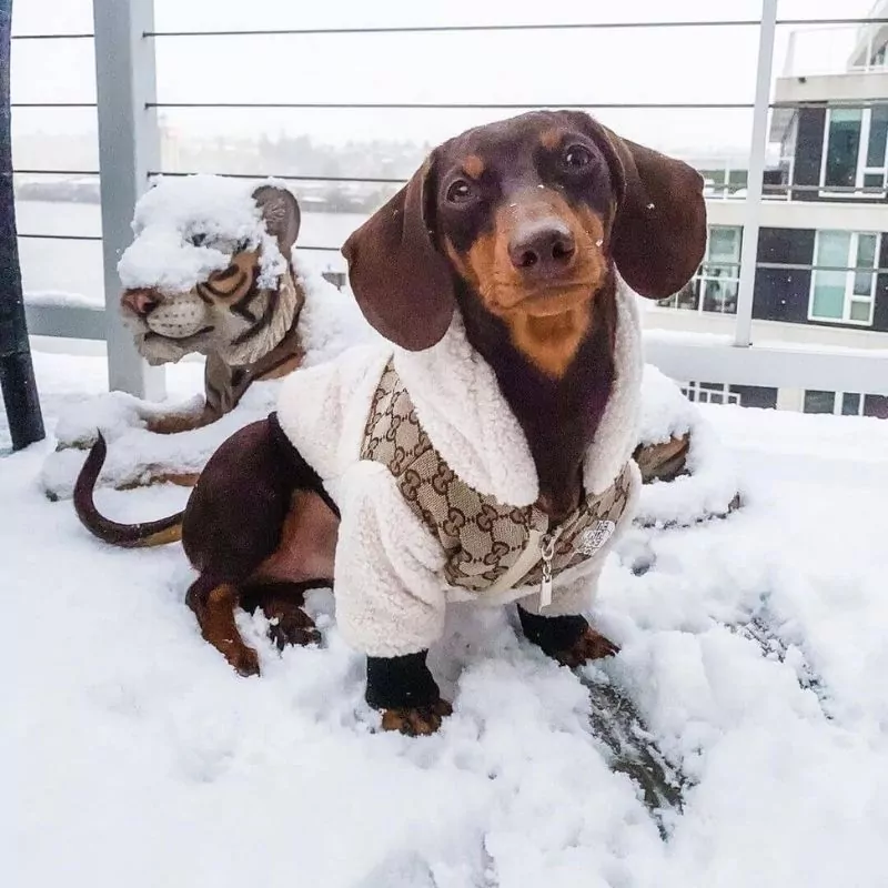SnugDox Dachshund Jacket