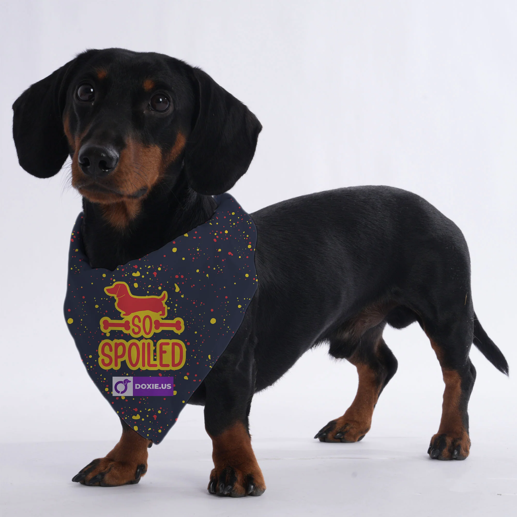 SO SPOILED - Bandanas for Dachshunds - Image 3