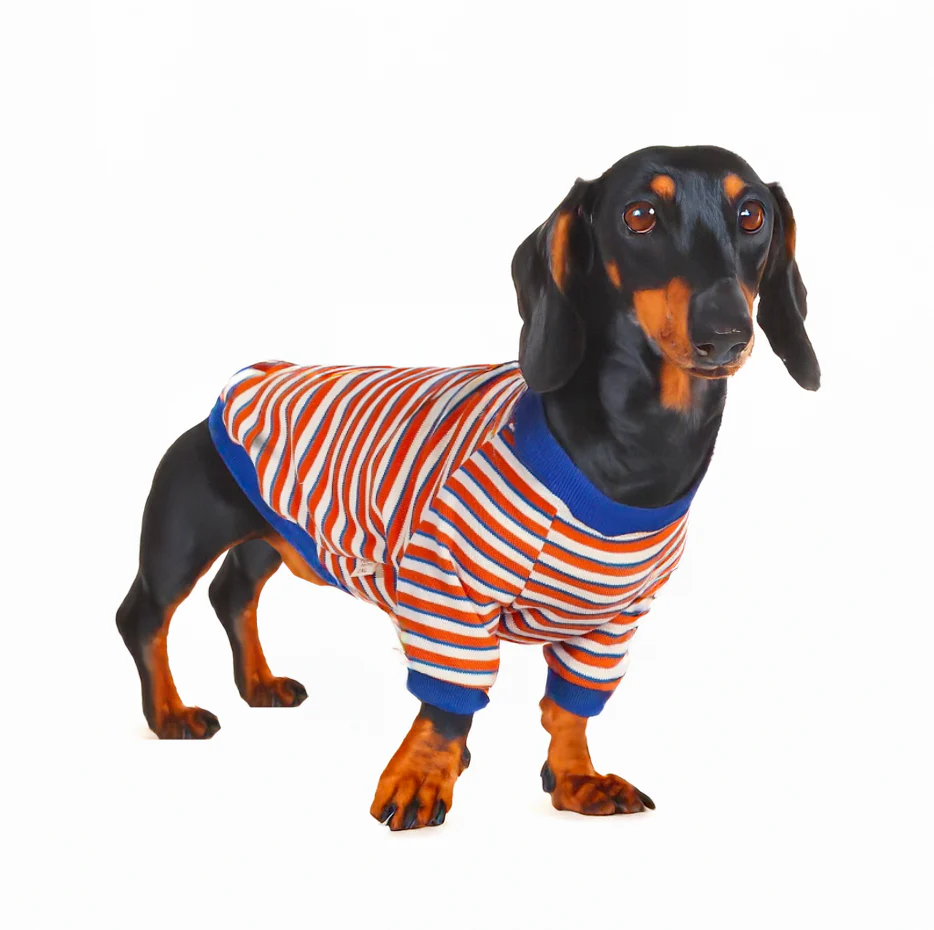 Striped Dachshund Sweater