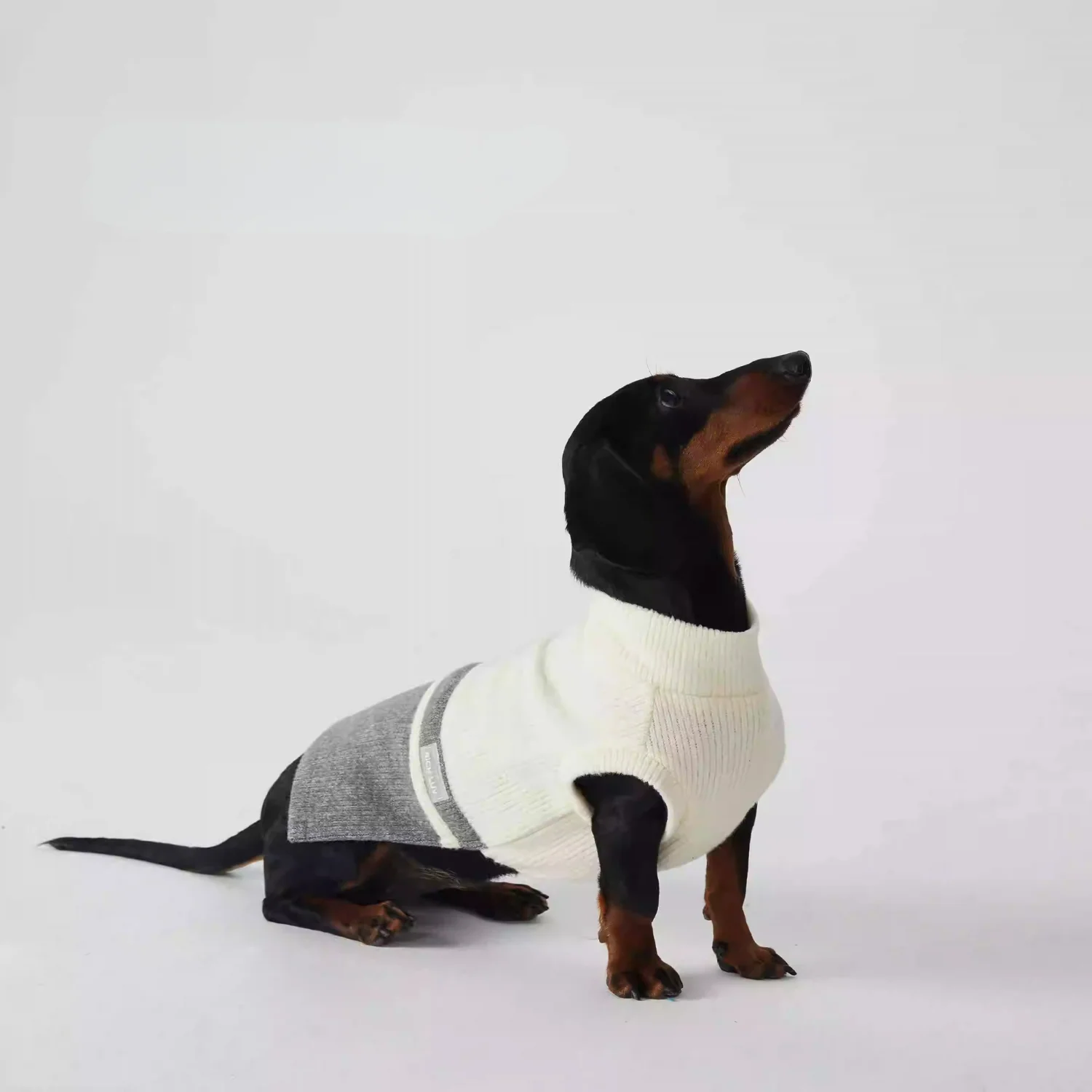 Stylish Dachshund Sweater Cozy Two-Tone Bottoming Doxie Shirt - Image 5