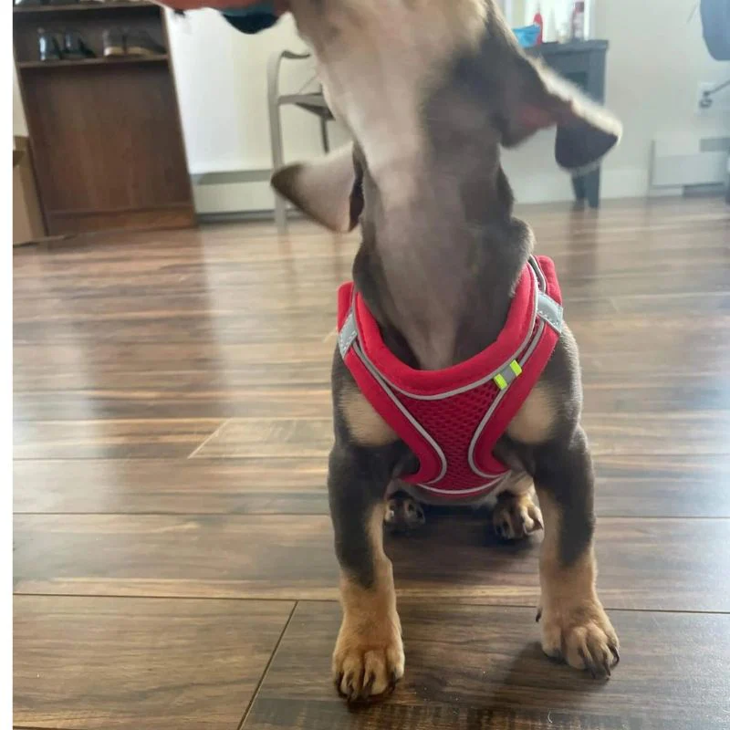 TailTribe Dachshund Reflective Harness and Leash - Image 11