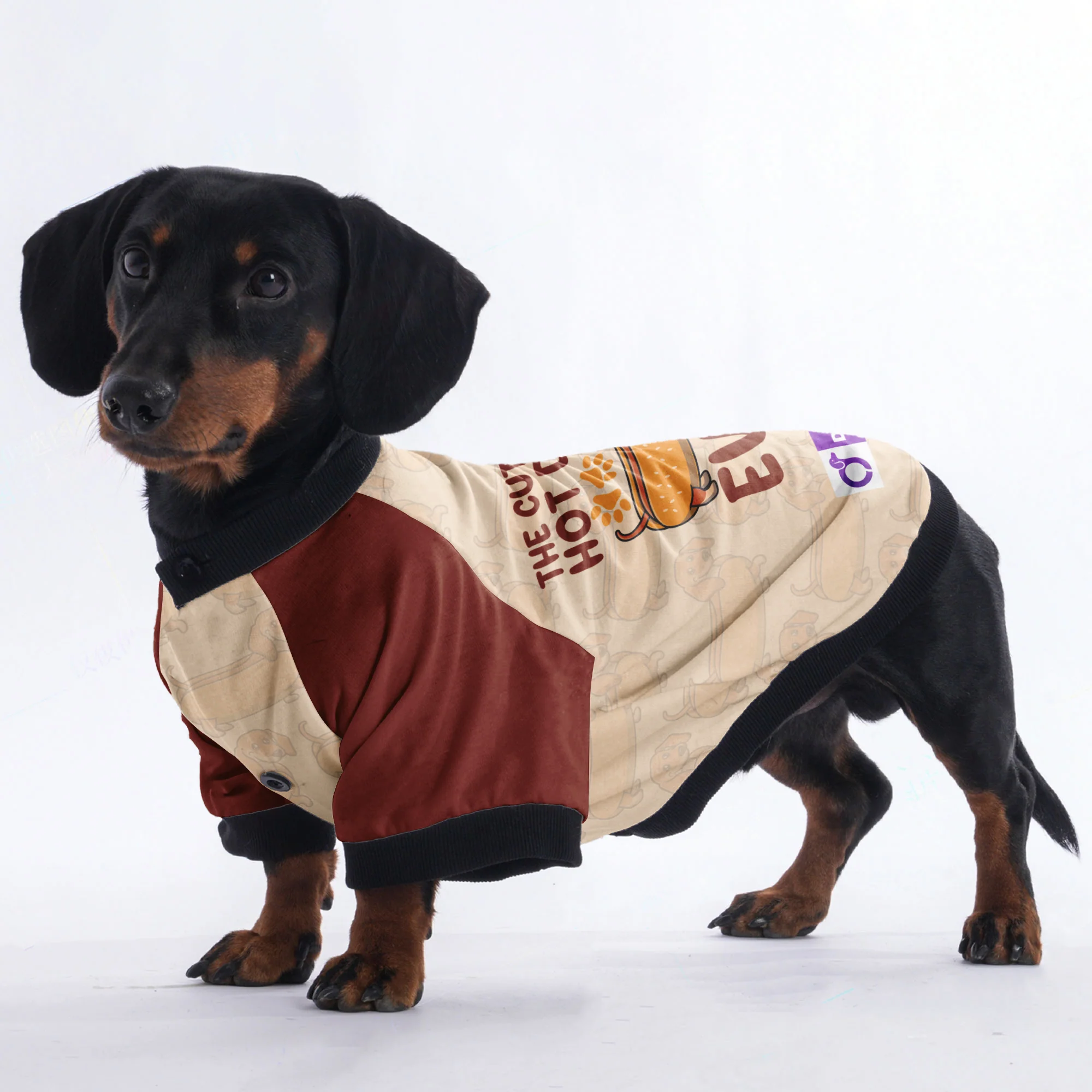 The cutest hot dog ever - Jacket for Dachshunds - Image 3