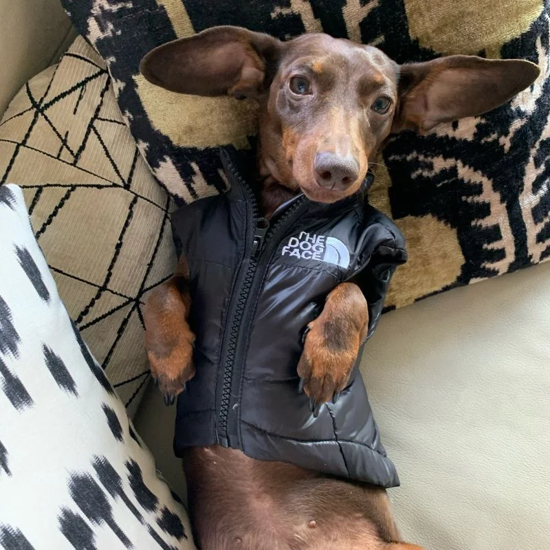The Dog Face Dachshund Vest - Image 3