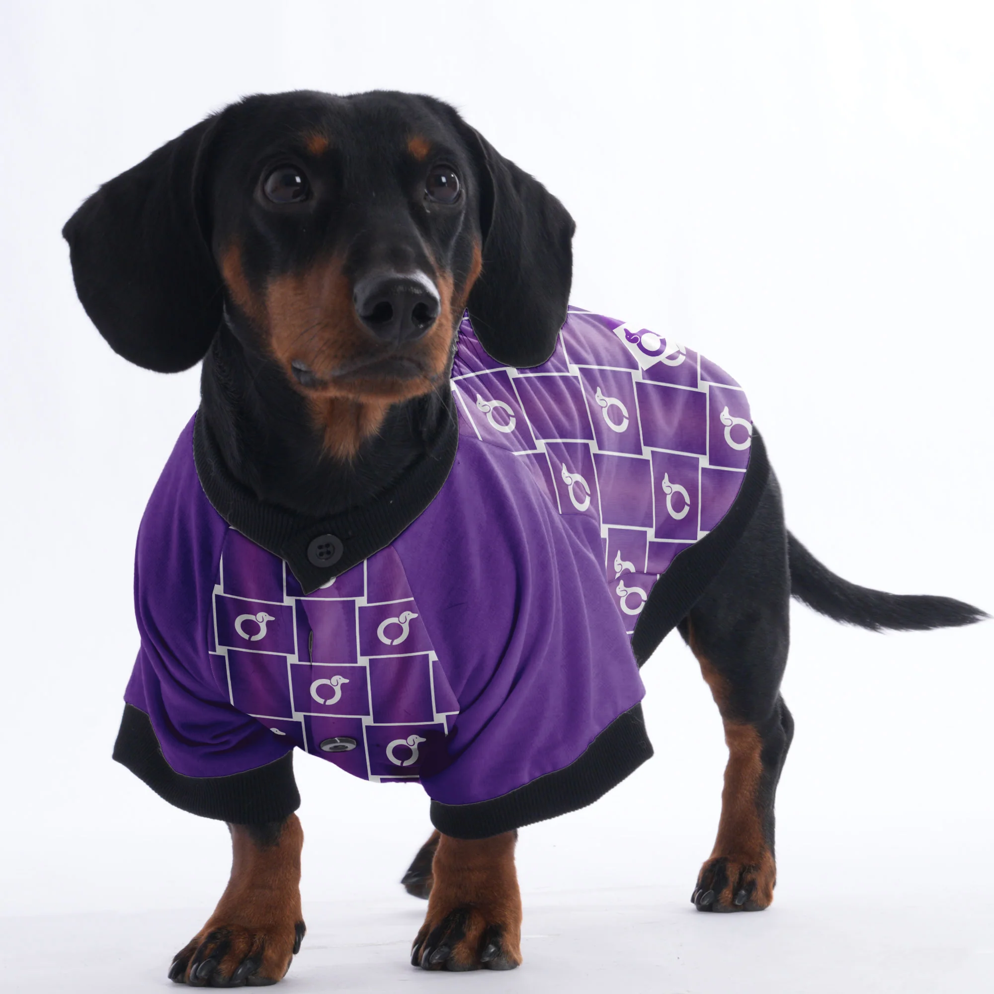 Tom - Jacket for Dachshunds - Image 4