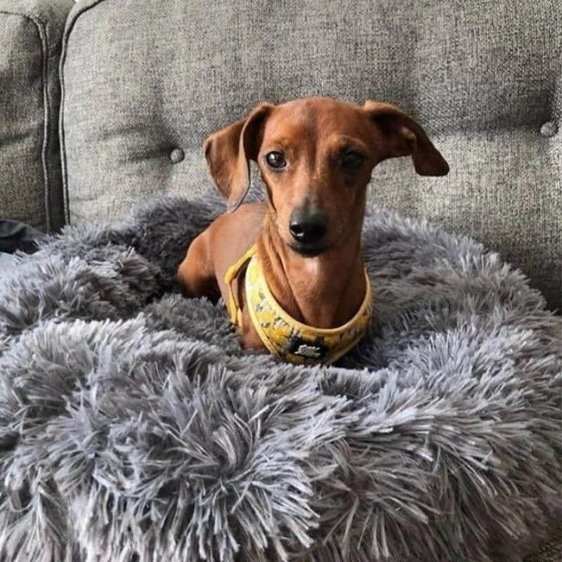 WoofLuxe Dachshund Donut Bed - Image 6