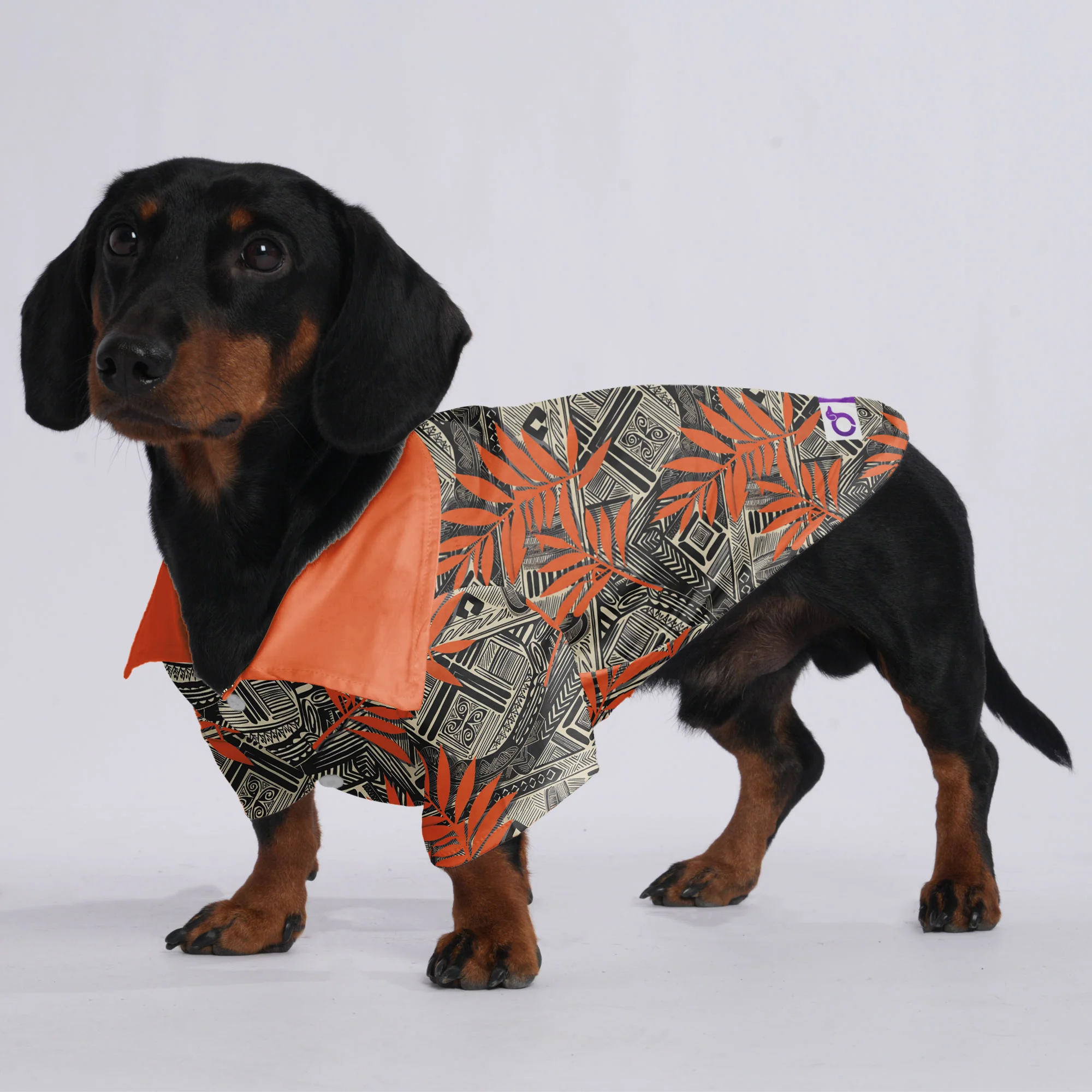 Zeus - Hawaiian Shirt for Doxies - Image 2